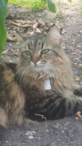 Vincennes Automobiles à Vincennes