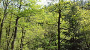 Passion Auto – Motrio à Saint-Maurice-de-Lignon