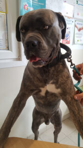 AD Garage Expert LE GARAGE DE MARIUS – TOMA à Martin-Église