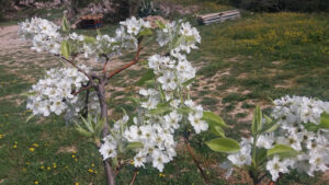 SE GARAGE BERNARD & FILS – Citroën à Saint-Chinian