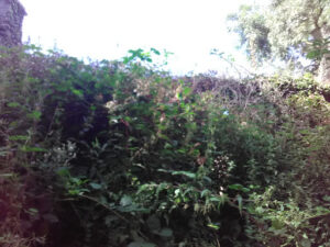 Mecanique Flochlay à Locronan