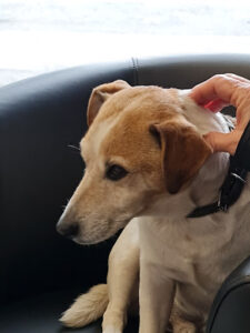 SILIGOM – Peuvion Pneus à Boulogne-sur-Mer