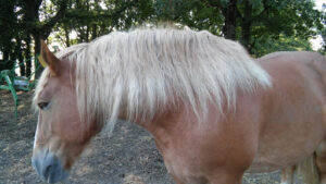Didier CHARFOULAULT à Vierzon