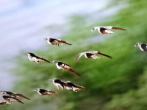 Muscat André à Raveau