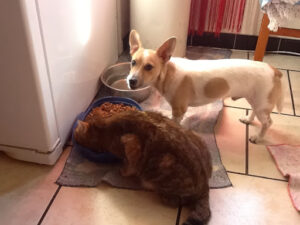 GARAGE MORENO à Le Teil