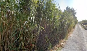 Classic and Young à Marignane